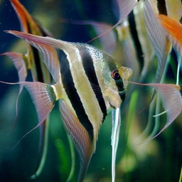 Memon Aquarium