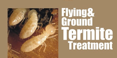 Ali Fumigation Pest Control &Termite