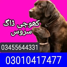 Army dog center Rwp