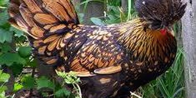 Fancy Hens Traders