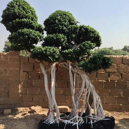 Garden center nursery