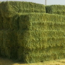 AGRIONA