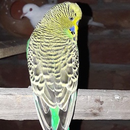 PetNo1.pk
