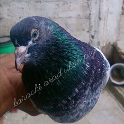 Karachi Asad Ukab Pigeon