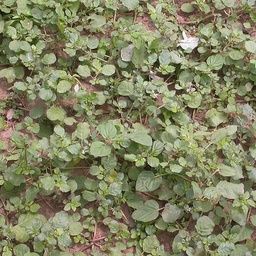 Rao Herbal Dawakhana Sabzazar Lahore.