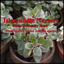 Islamuddin Plants Nursery