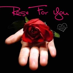 Red Rose