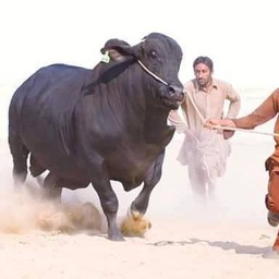 Gai Mandi Ki Baatein