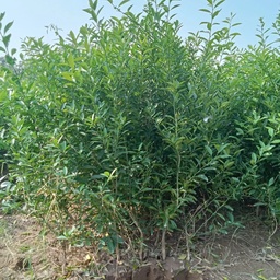 Yaseen Nursery