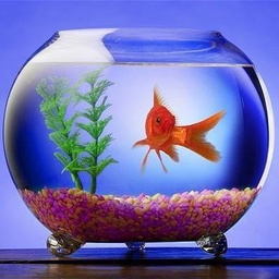 Memon Aquarium