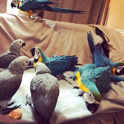 JS Birds & Pets on Sale