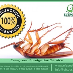 Evergreen Fumigation Service