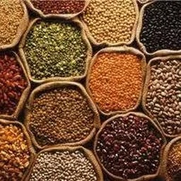 Grain merchant, Jodia bazaar