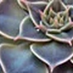 Exotic & rare plants