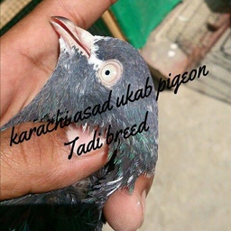Karachi Asad Ukab Pigeon