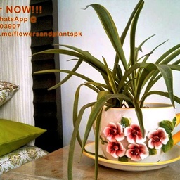 Flowers & Plants